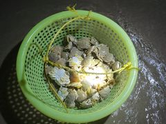 -贝壳沙滩