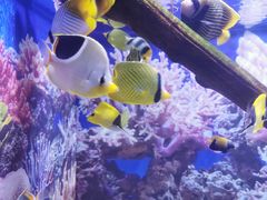 -烟台海昌鲸鲨海洋公园