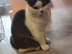 -猫儿山۰猫主题餐厅