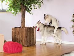 -Husky Go! 哈士奇体验馆·宠物咖啡厅狗咖