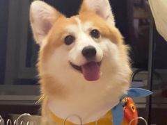 -美联众合动物医院·24h转诊中心