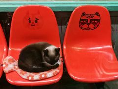 -猫咪博物馆(顶澳仔猫街店)