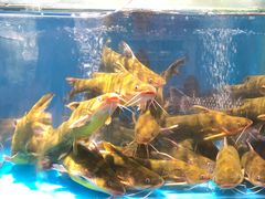 -绿篮子(寿春路店)