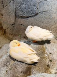 -Zoolung Zoolung动物主题公园(海信广场店)