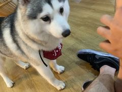 -Husky Go! 哈士奇体验馆·宠物咖啡厅狗咖