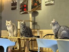 -豆逗聊愈猫阁Easy Life
