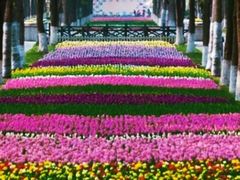 -上海鲜花港