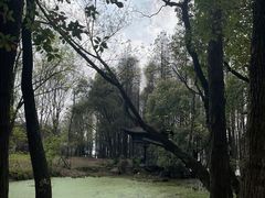 -东湖落雁景区