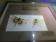 IMG_2817-上海昆虫博物馆