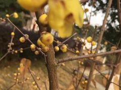 -武汉紫薇都市田园