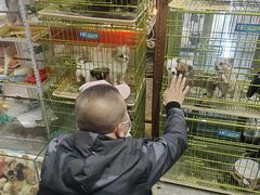 -大自然花鸟鱼虫市场