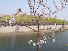 -桃花堤公园