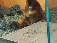 -成都动物园