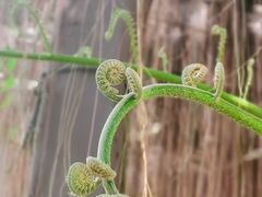 -东莞植物园