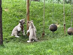 -北京野生动物园