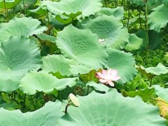 -荔湾湖公园