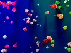 -成都浩海立方海洋公园