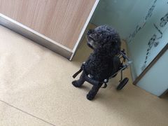 -瑞派·关忠动物医院·猫专科·犬专科(三环新城店)