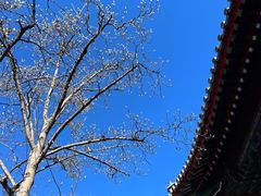 -红螺寺