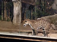 -清迈夜间动物园