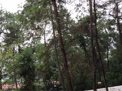 -铁山坪森林公园