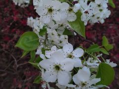 -八大山人梅湖景区