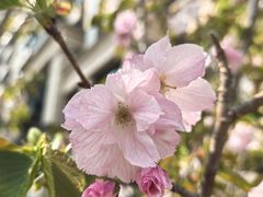 -嘉定紫藤园