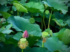 -莲池书院博物馆