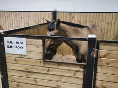 -李振强马术运动推广中心(南城店)