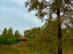 -上海长兴岛郊野公园