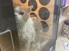 -老吴的猫·猫舍(新区店)