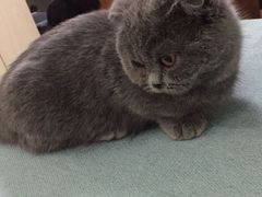 -鼓捣猫呢主题猫咖店