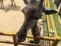 -西霞口神雕山野生动物世界