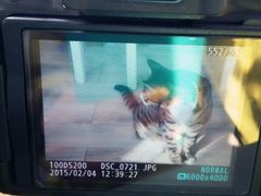 android_upload_pic-海边的猫和咖啡馆