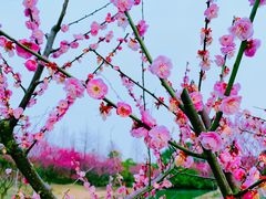-花开海上生态园
