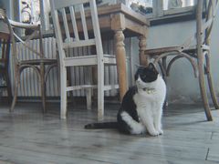-海边的猫和咖啡馆