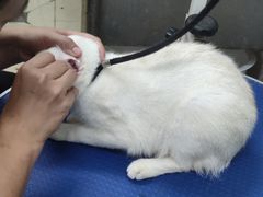 -瑞派动物医院·猫专科·至诚(江南中分院)