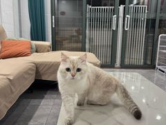 -屋虎猫馆(宝安大仟里店)