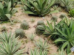 -东莞植物园