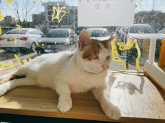 -平行世界·猫咖(首经贸店)