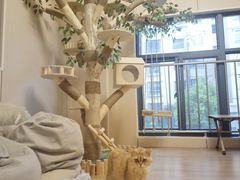 -唐小姐の私宠·宠物洗护美容·撸猫馆·购宠(周浦万达旗舰店)