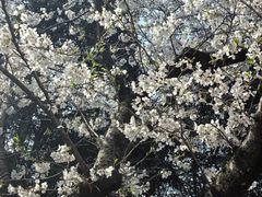 -武汉大学-樱园
