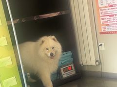 -瑞派宠物医院·CT影像中心·猫友好医院(奥城店)