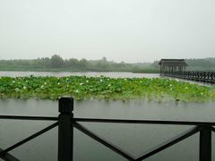 -溱湖国家湿地公园