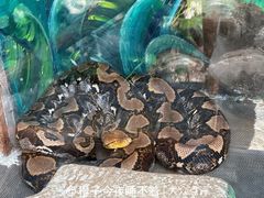 -上海大自然野生昆虫馆(东方明珠·爬宠昆虫探索中心)