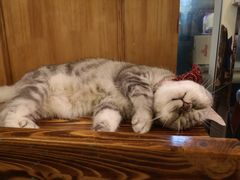 -猫色咖啡·猫咖