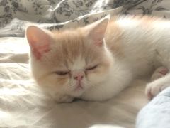 -纳吉亚猫专科动物诊疗中心(蒋宅口分院)