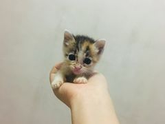 -乐派堂宠物医院·猫友好· 心脏科(东街店)