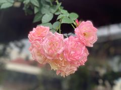 -杨厝六十六农庄农舍(杨厝路店)