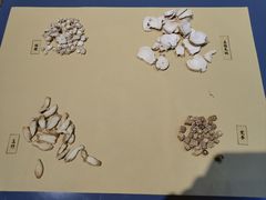 -广东中医药博物馆
